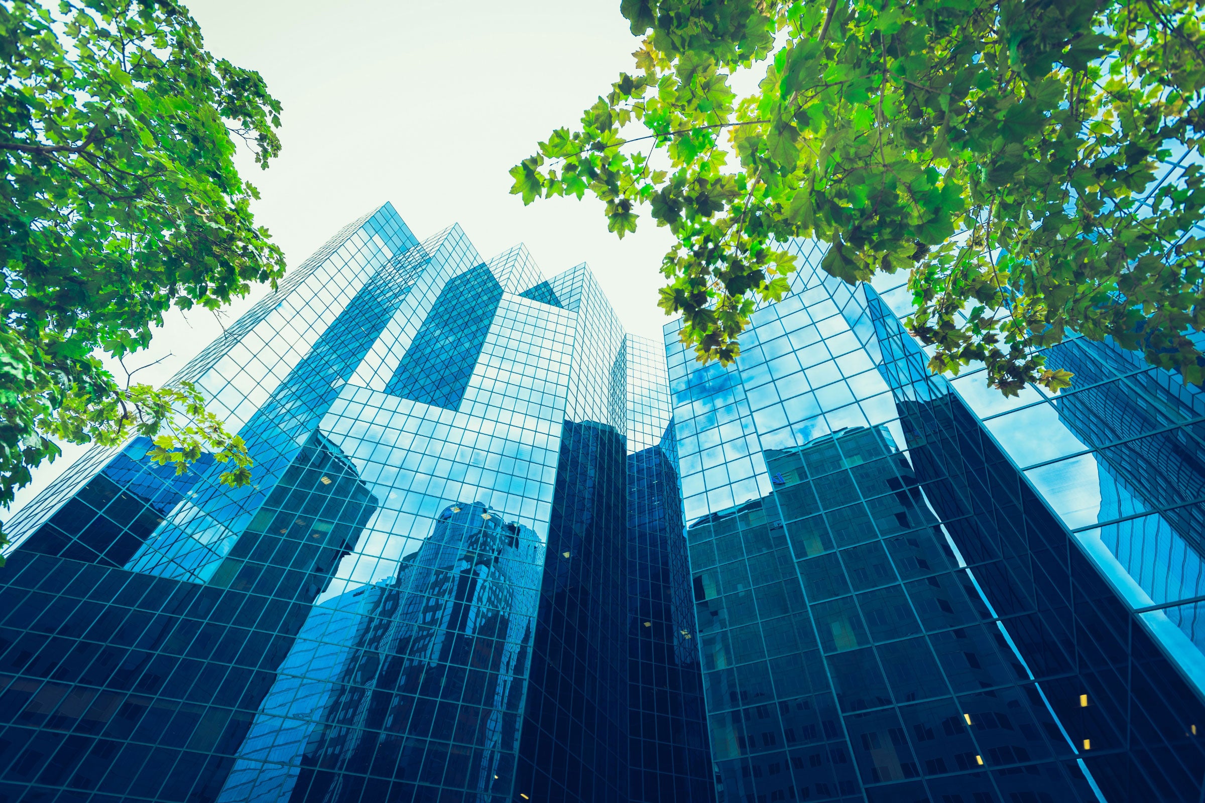 Upward view of trees against glass skyscrapers